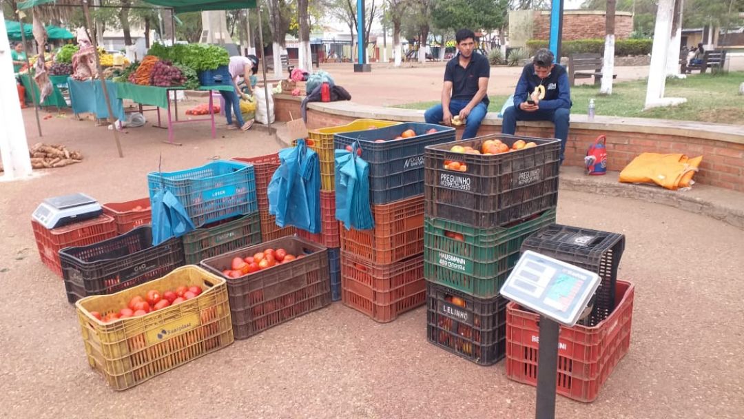 Cultivo de tomate afectado por plagas según productores