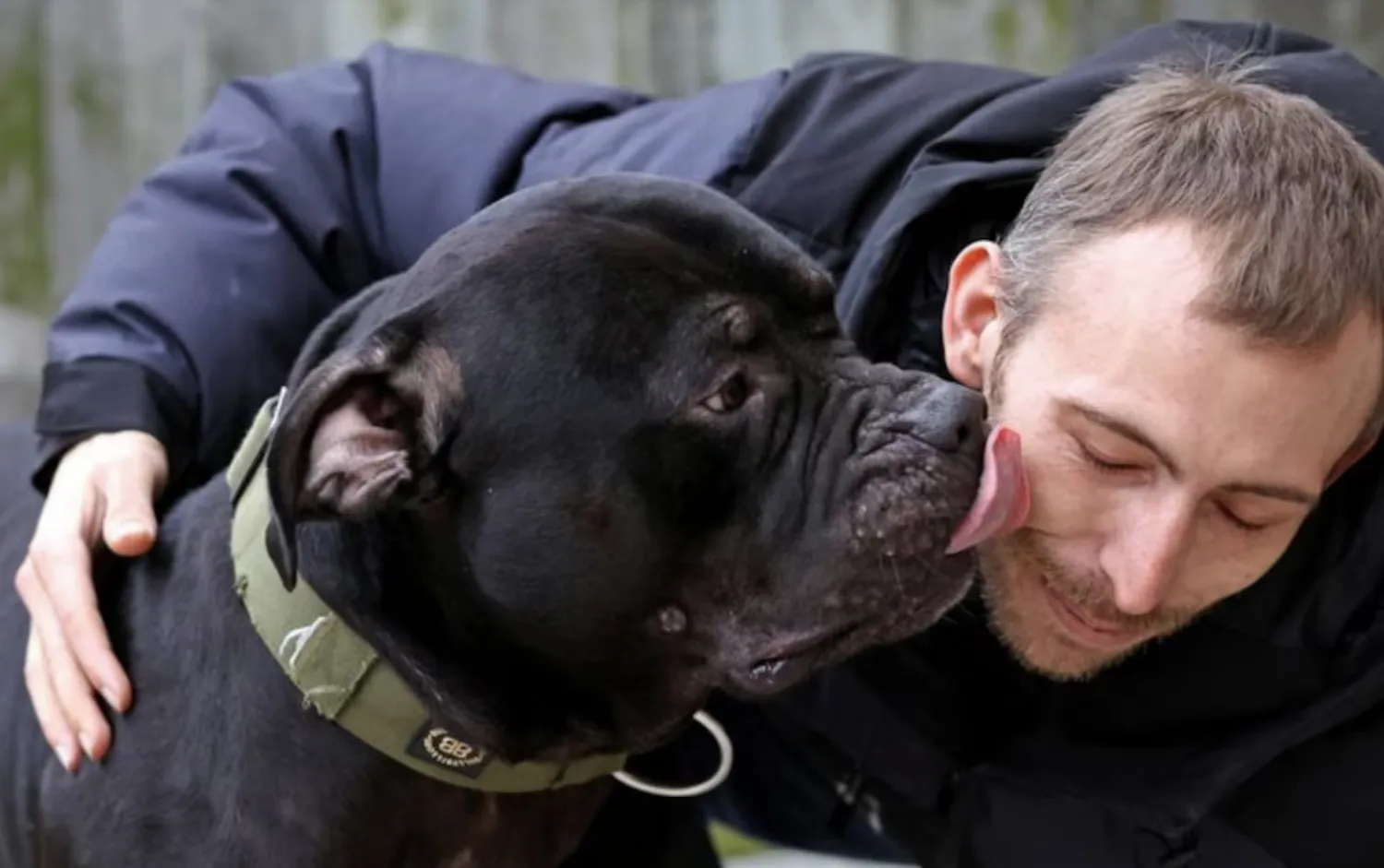 Una enfermedad silenciosa se transmite a través de los perros: cómo detectarla y prevenir