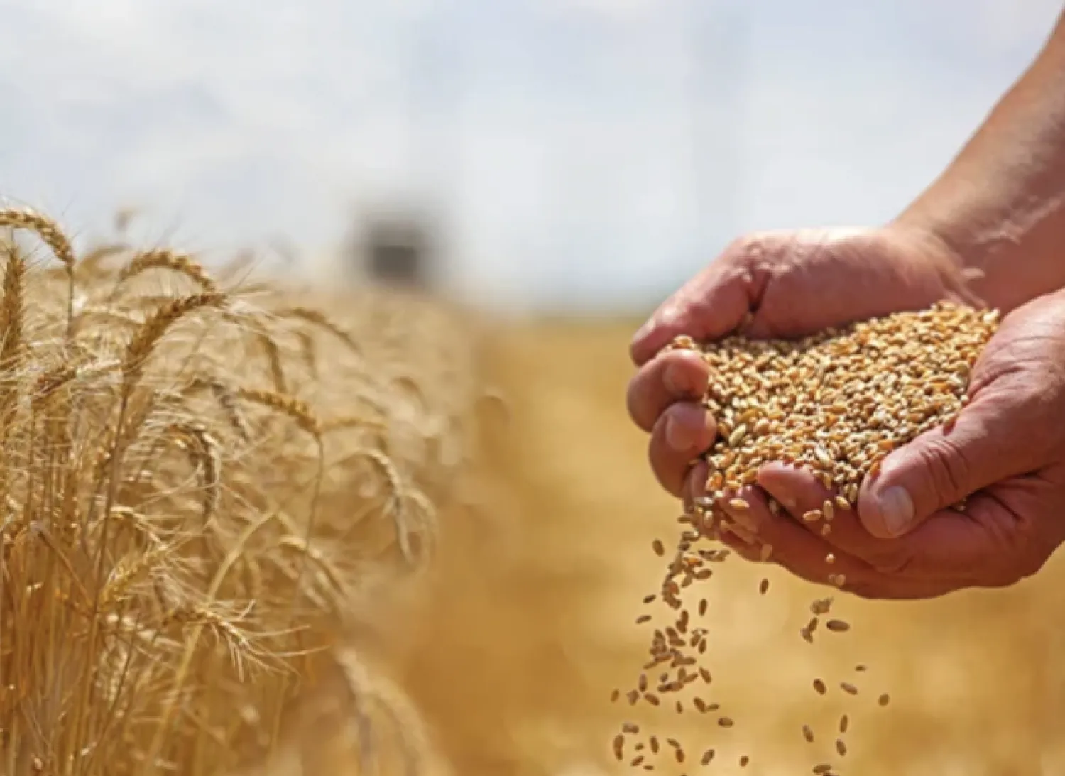 Argentina elimina impuestos a exportaciones de granos y busca auxilio financiero de EE. UU