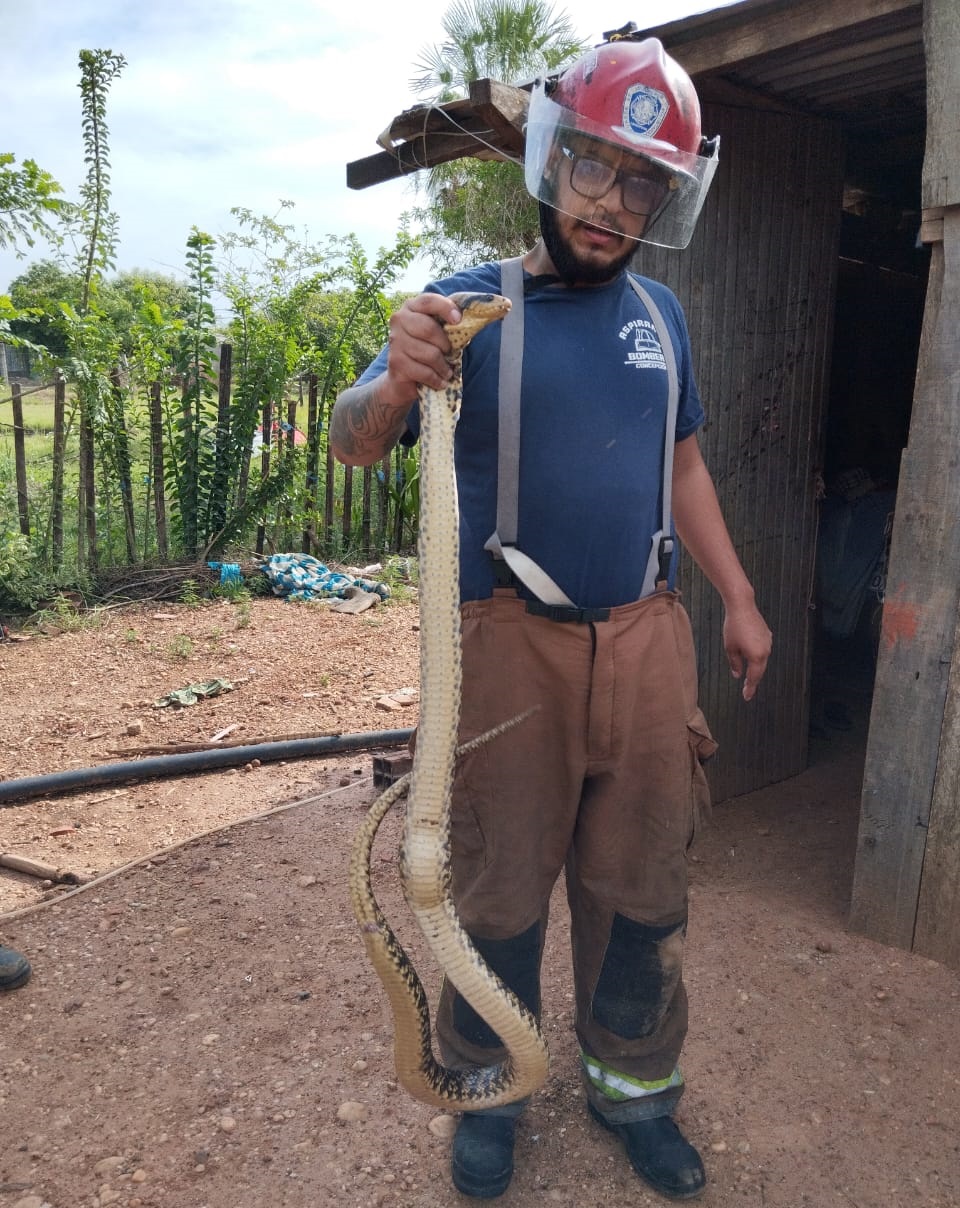 Rescatan “Ñakanina Sa´yju” que causó gran susto en Aquino Cue