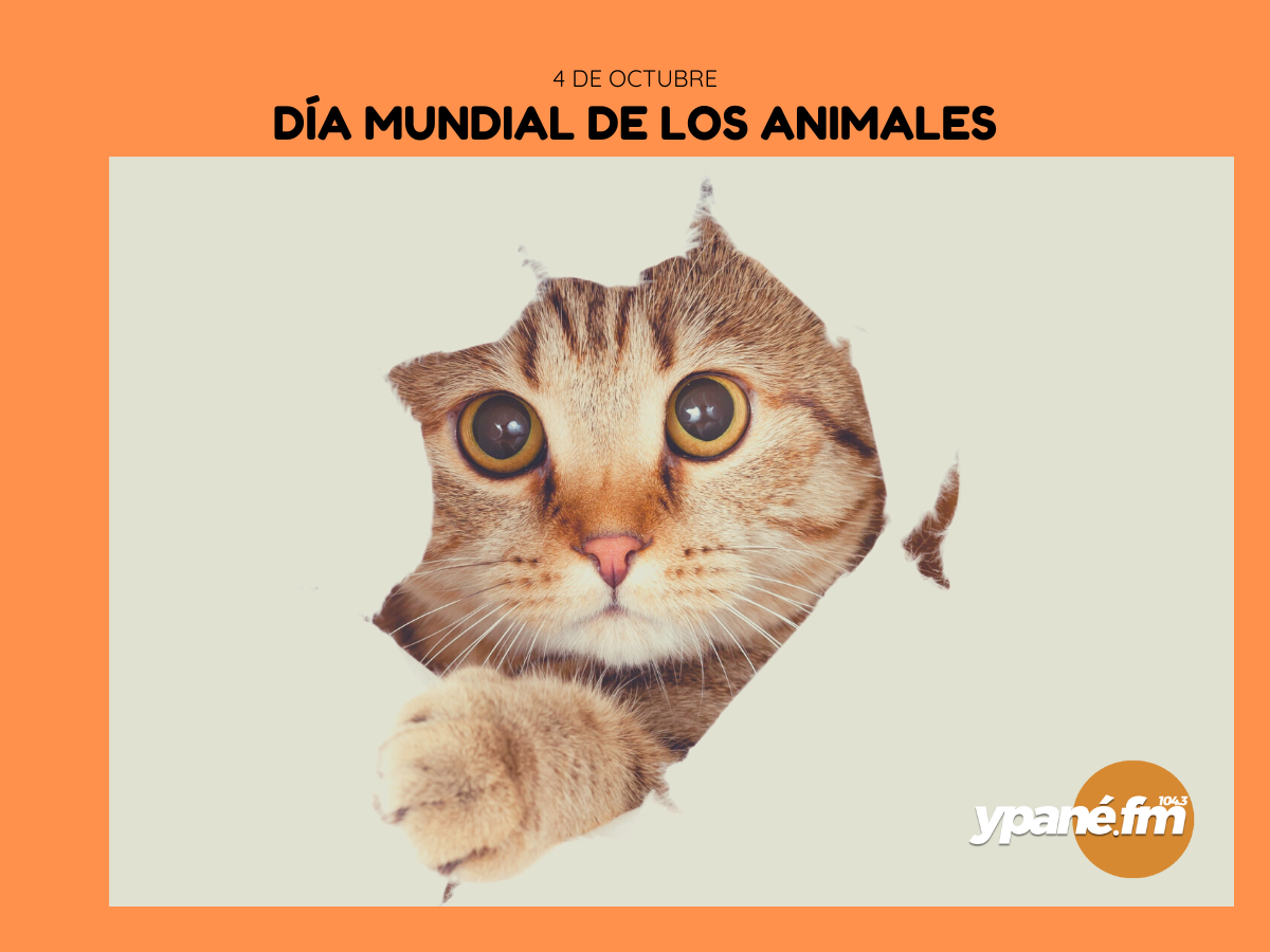 4 de Octubre: Día Mundial de los Animales
