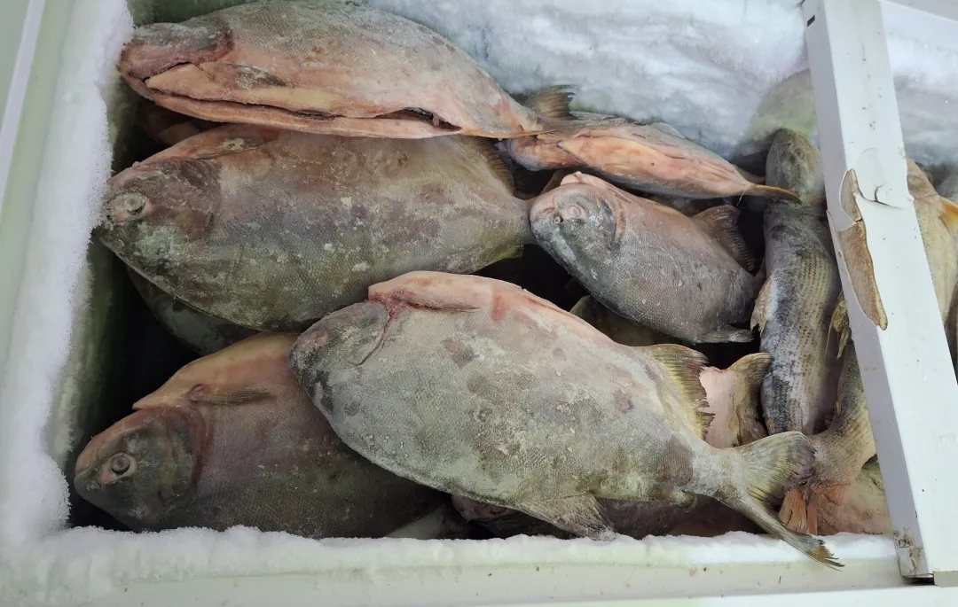 “Multiplicación de los precios del pescado” en Concepción