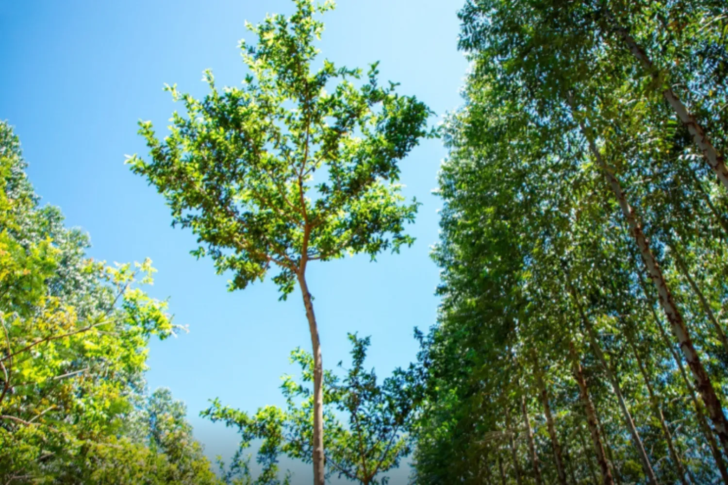 En 2026, Paraguay habilitará el primer bachillerato técnico forestal acompañando fortalecimiento del sector