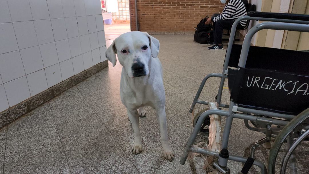 Amiga leal acompaña a su dueña hasta Urgencias