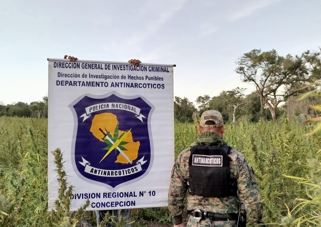 Destruyen plantaciones de marihuana en el parque nacional “Paso Bravo”