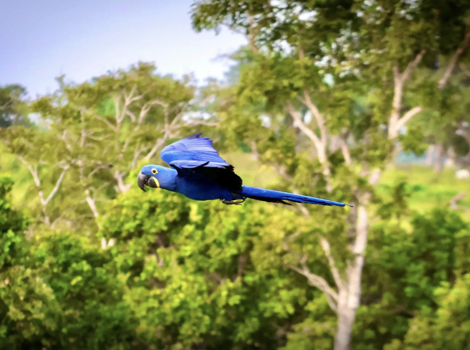 El regreso de Perla: esperanza para el guacamayo azul