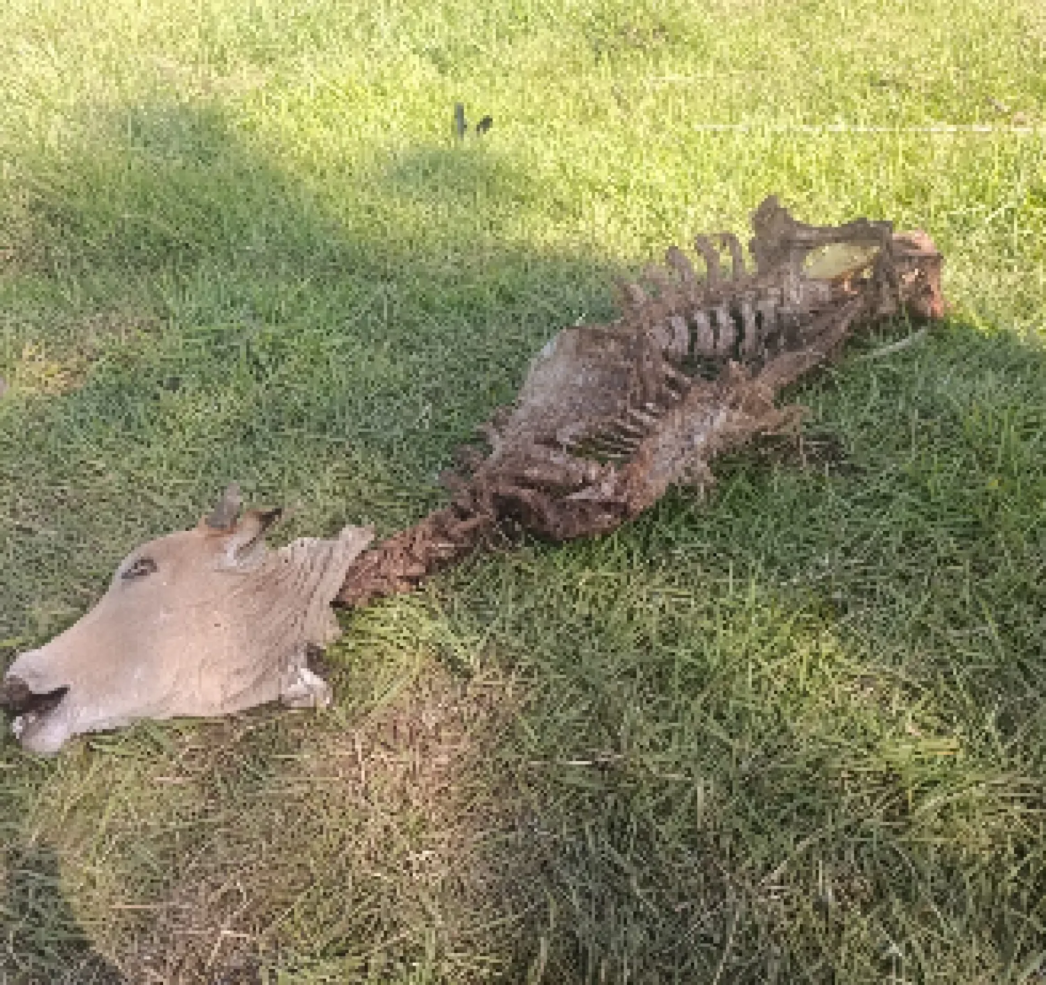 Nuevo caso de abigeato sacude a productores de Arroyito