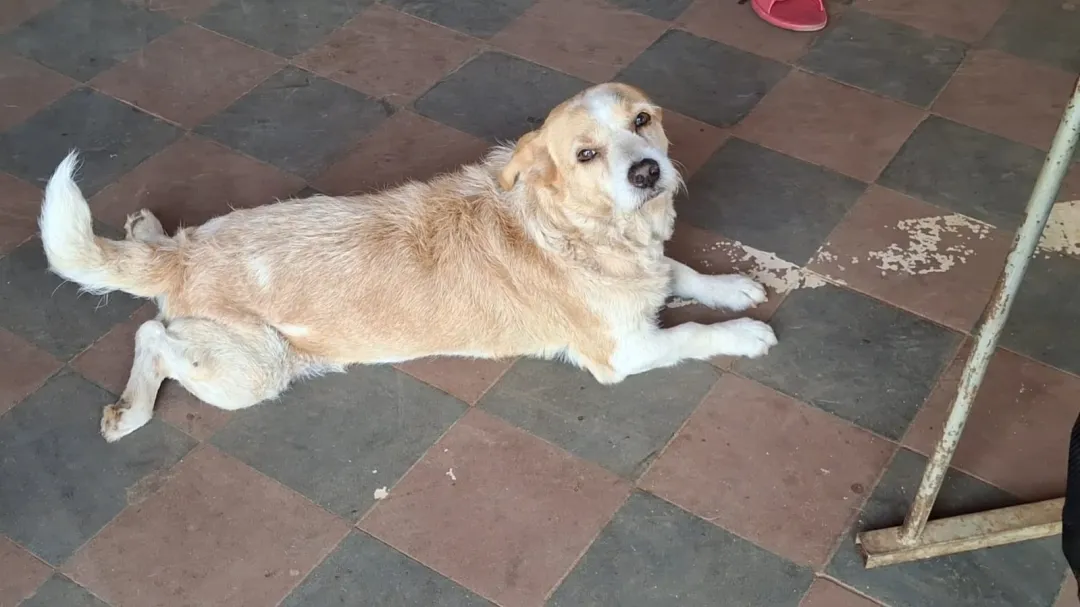 “Rubio” el perro guardián de la Terminal de Ómnibus de Concepción