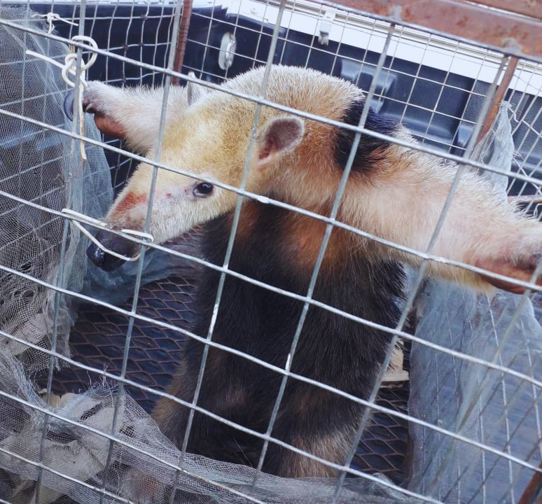Rescataron un oso melero en Concepción y lo liberaron en su hábitat
