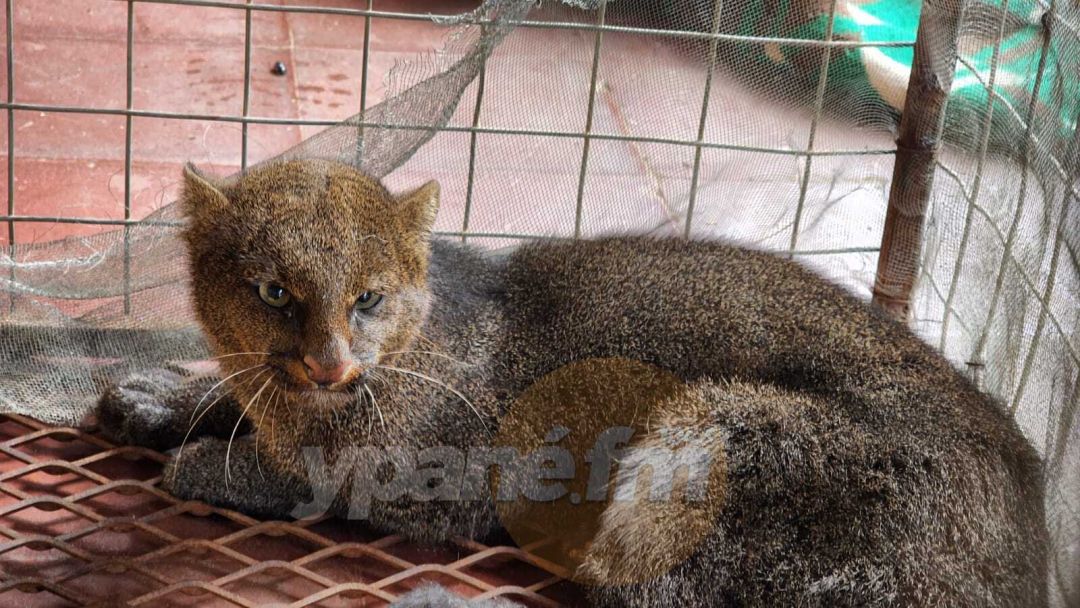 Bomberos Voluntarios rescataron otro gato moro en Concepción