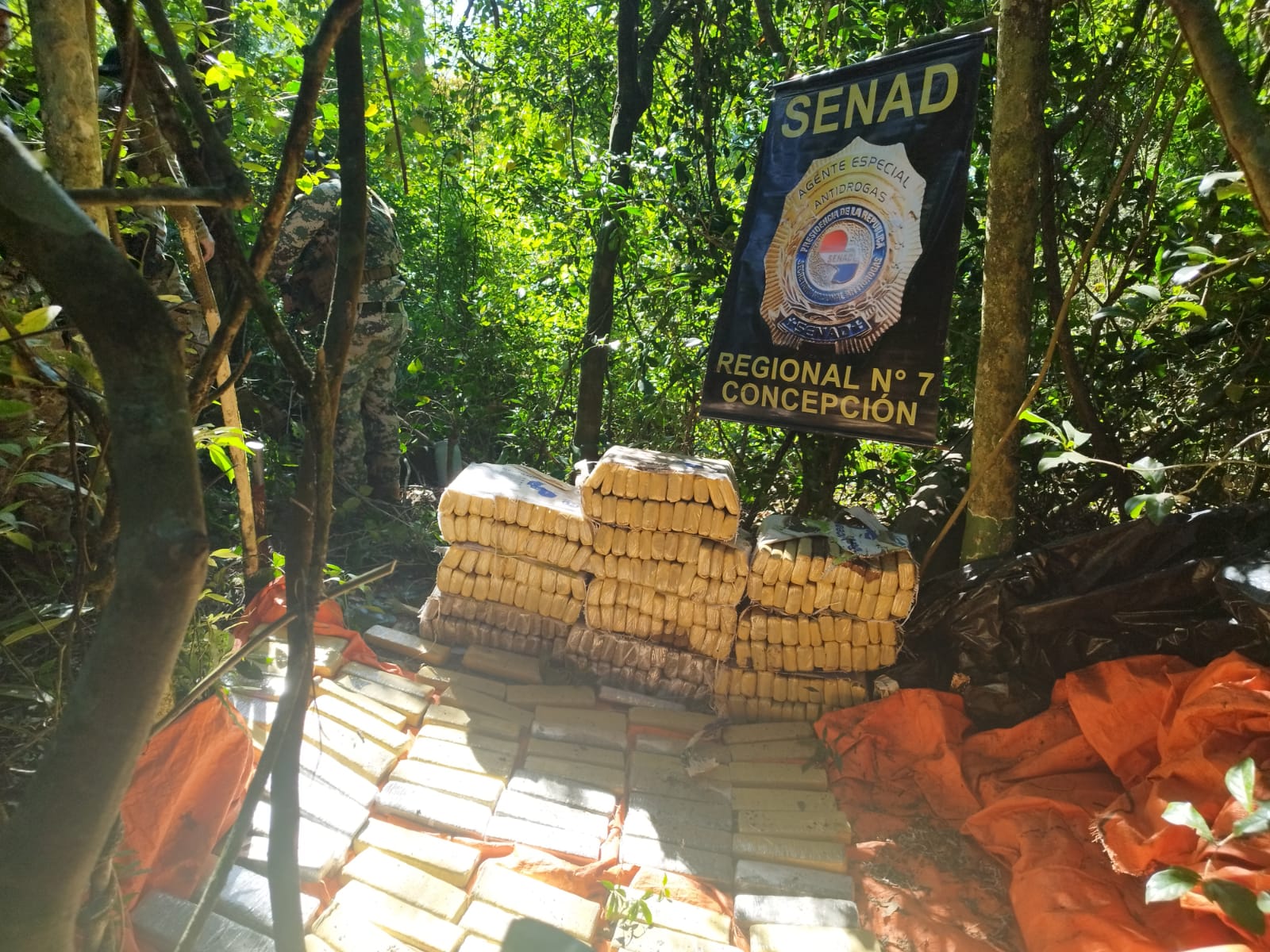 SENAD destruye más de 750kg de marihuana.