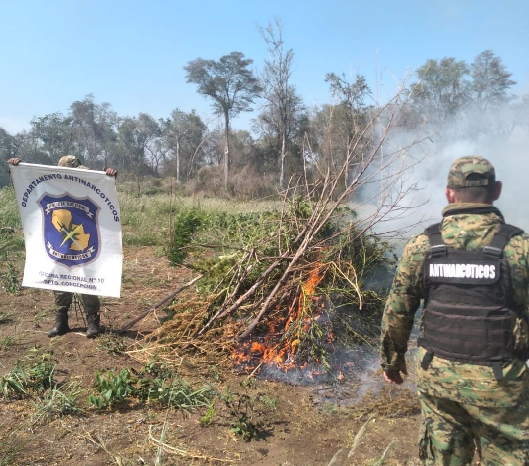 Destruyeron plantaciones de marihuana en el Parque Nacional Paso Bravo