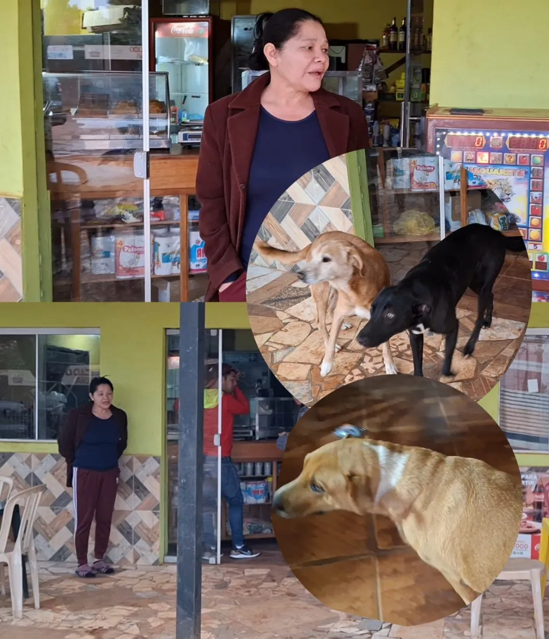 Concepción: perros impiden robo mayor y ahuyentan a delincuentes