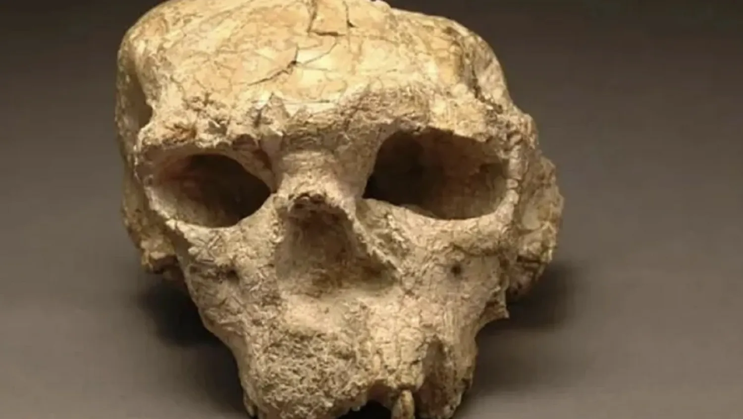 Un cráneo de un millón de años desafía las teorías sobre el origen humano