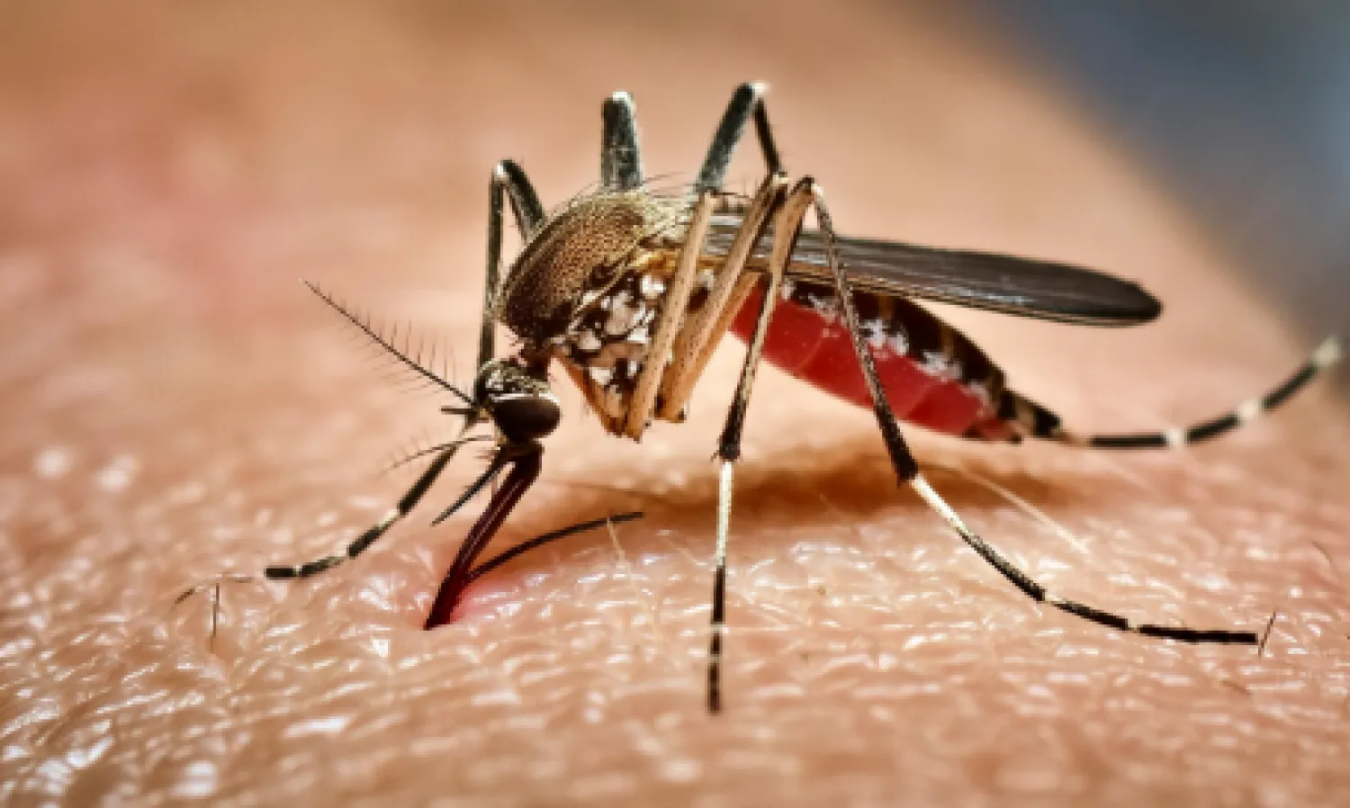 Dengue: leve aumento de notificaciones en 14 regiones del país