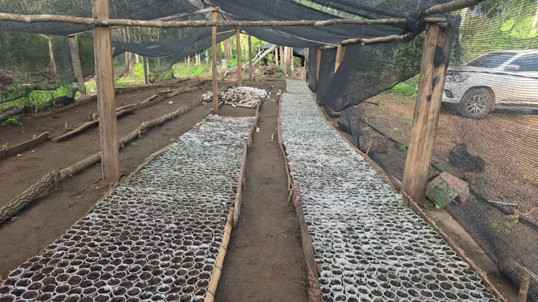 Desmantelan el mayor invernadero de marihuana modificada en el norte del país