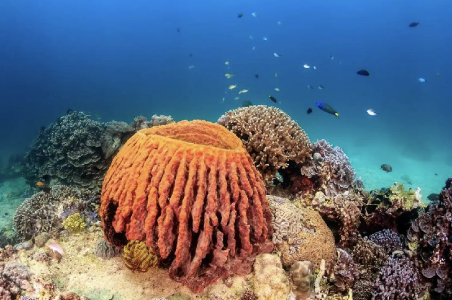 Esponjas marinas, posibles primeros animales de la Tierra según nuevo estudio