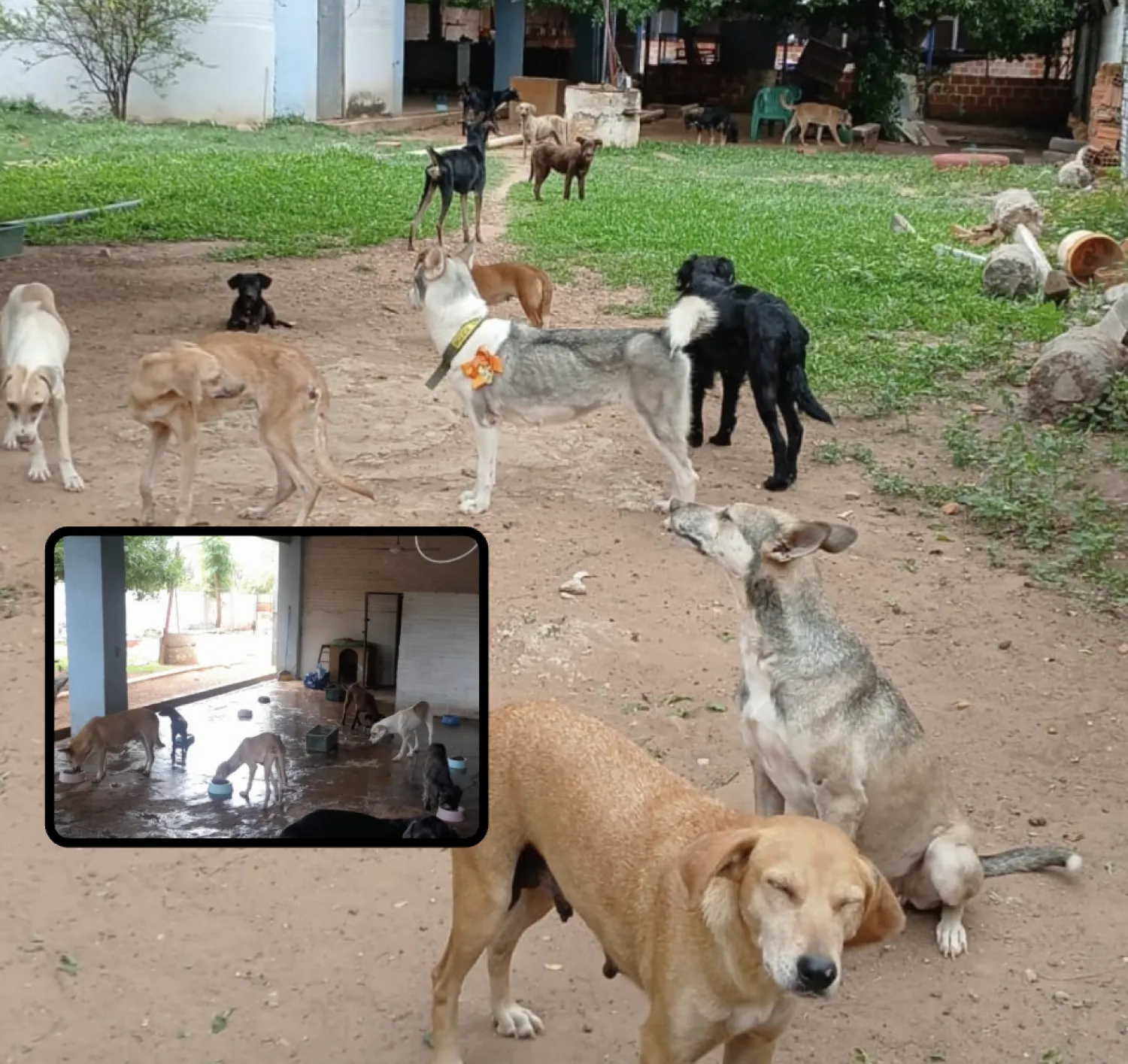 Pro Animal enfrenta sobrepoblación y pide ayuda para reubicar animales