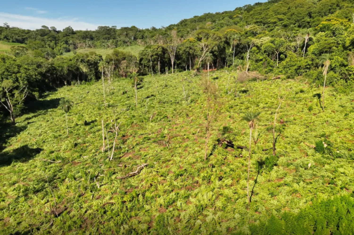 Operación «Escudo Guaraní» destruye 45.000 kg de marihuana en Amambay