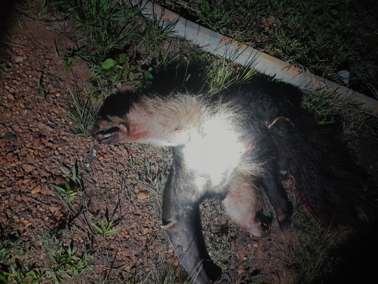 Joven chocó contra un oso hormiguero y sufrió politraumatismo de cráneo