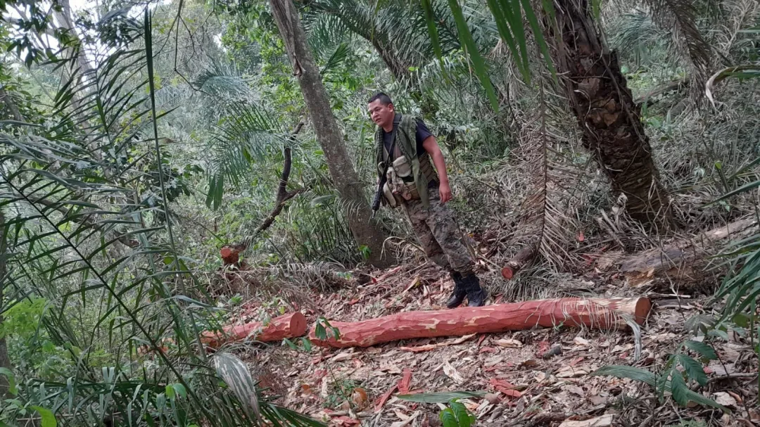 Reportaron tala ilegal de árboles en una estancia arrendada por Paracel