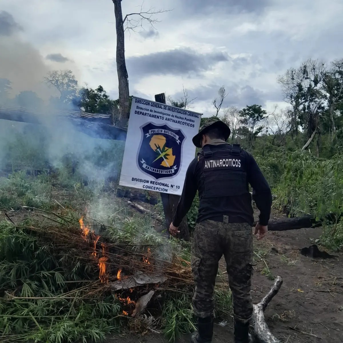 Antinarcóticos destruyeron plantaciones de marihuana en Reserva Natural "Paso Bravo"