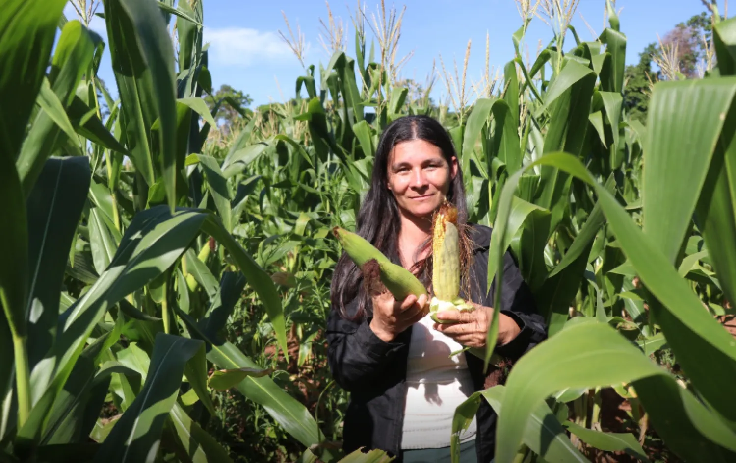 Familias campesinas inician cosecha de espigas de maíz sembrado mediante alianza público -privada
