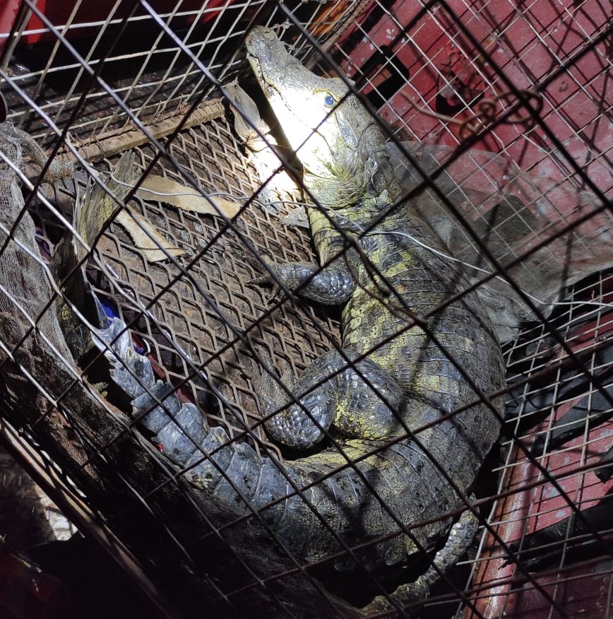 Rescataron un yacaré que apareció en pleno barrio Centro de Concepción