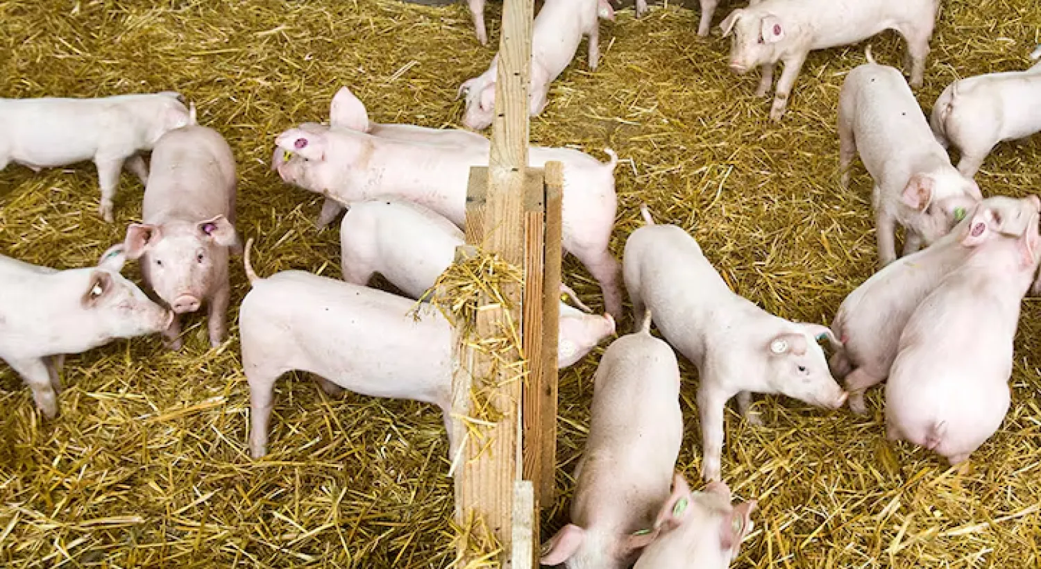 Alarma en España: auditan centros por un foco inusual de peste porcina africana