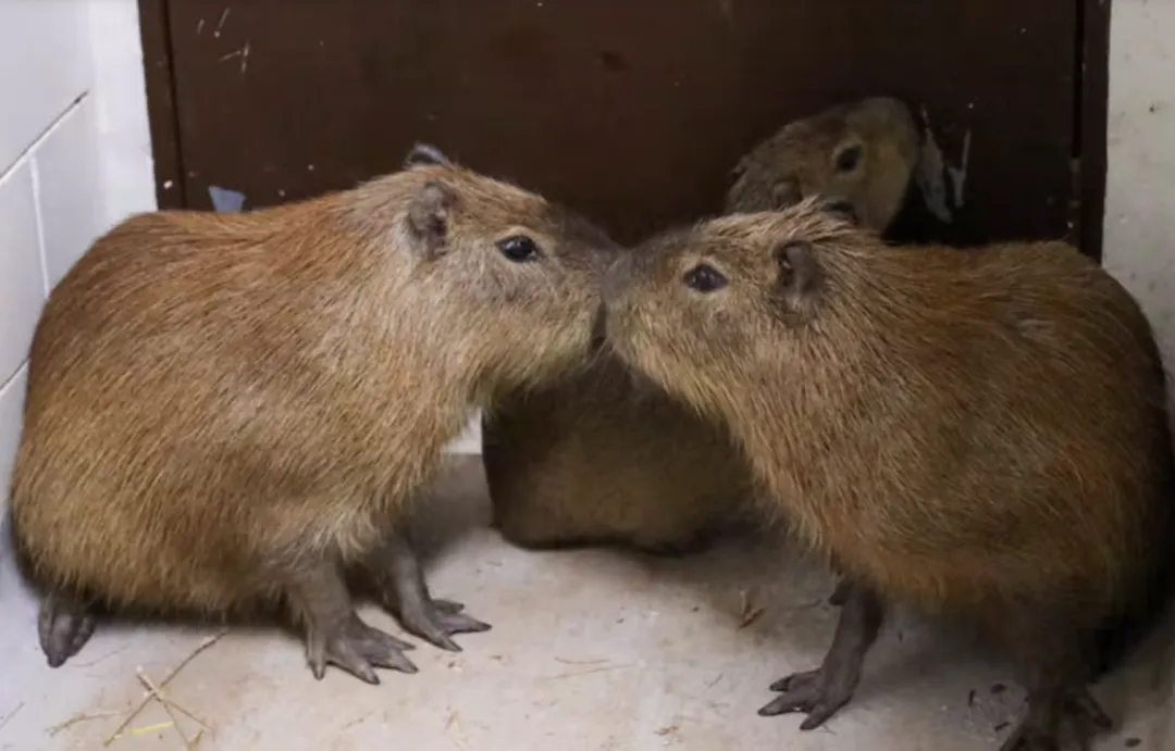Los carpinchos Juky, Pyta y Pincho: nuevos protagonistas del centro ambiental Tekotopa