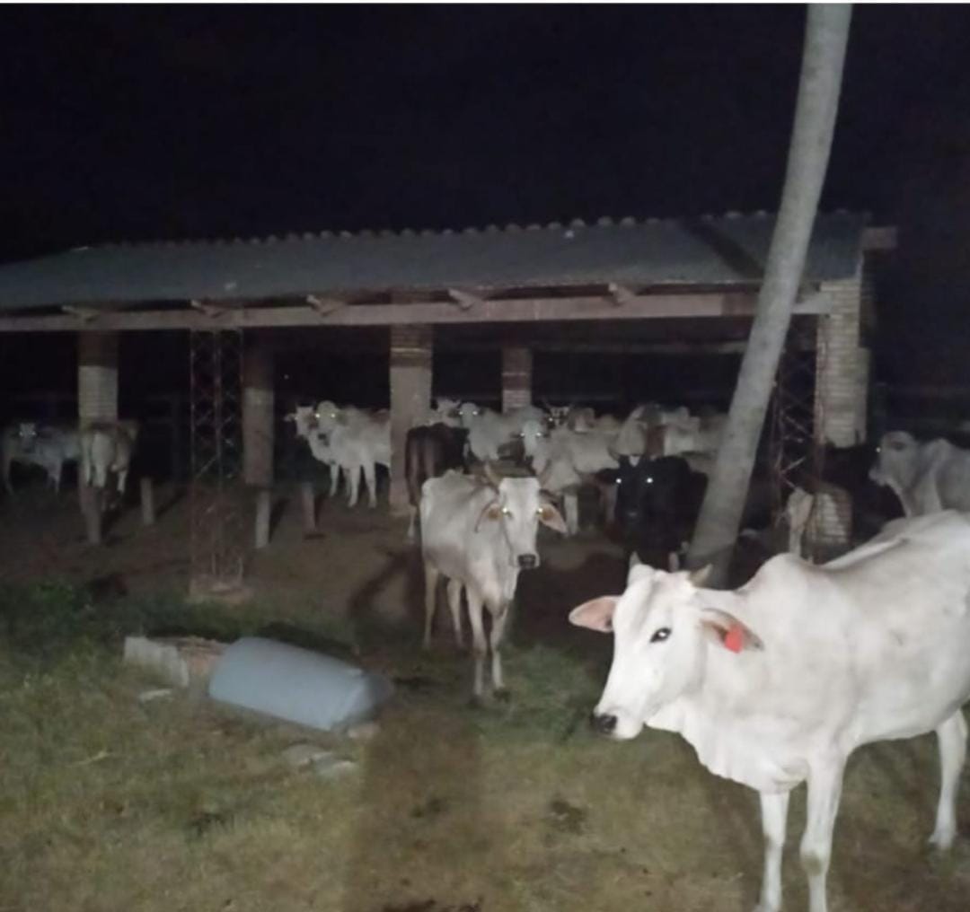 Recuperaron animales vacunos robados de una granja en Belén