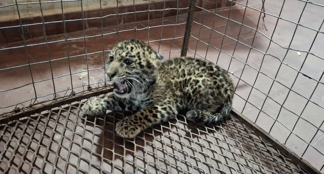 Bomberos rescatan cría de yaguareté en Concepción