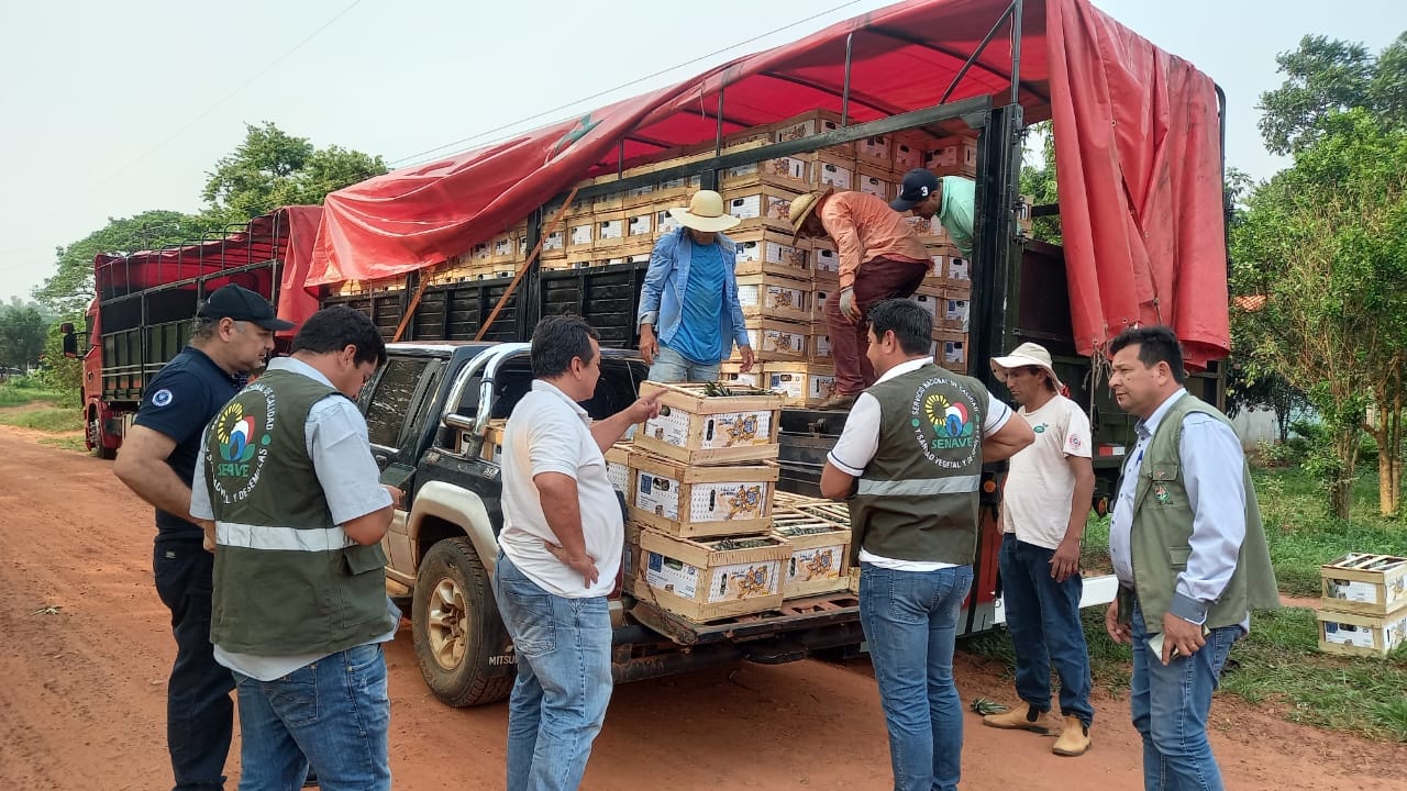 Comenzó exportación de piñas de Horqueta a Argentina