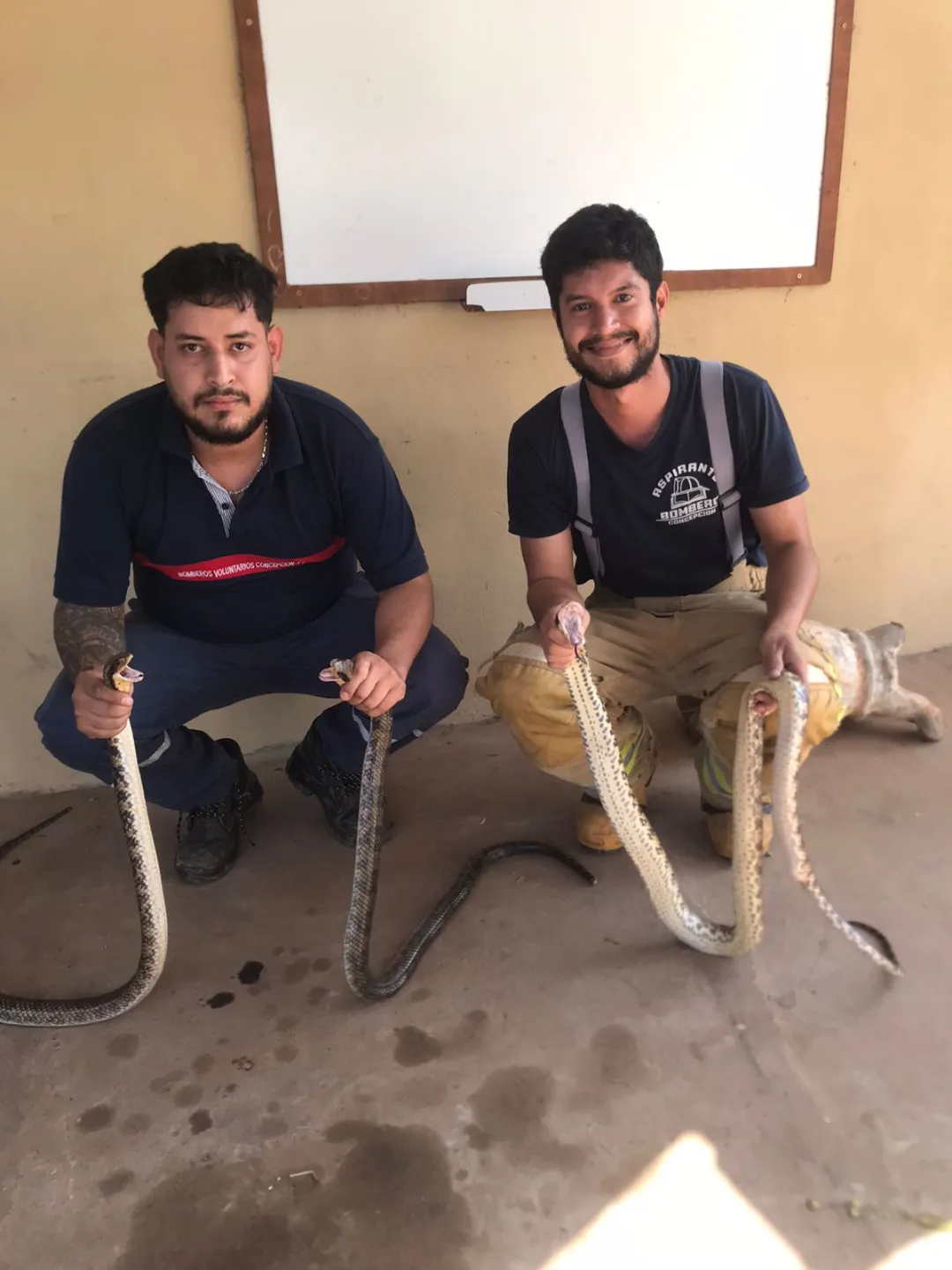 Bomberos rescatan tres serpientes ñakaniná en una vivienda de Barrio San Francisco