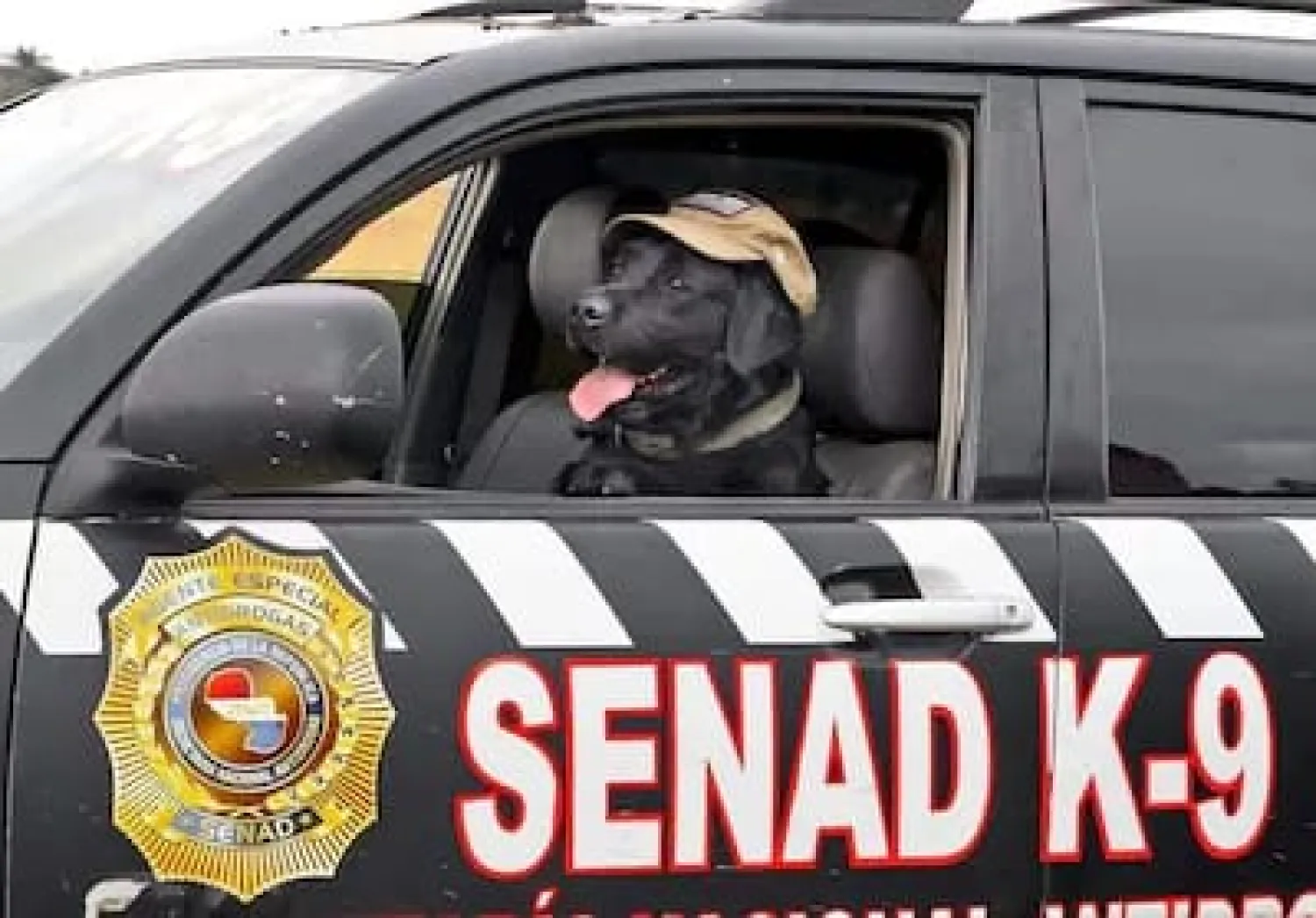 Otorgarán reconocimiento al Servicio Canino, con un homenaje al agente K-9 Rocky