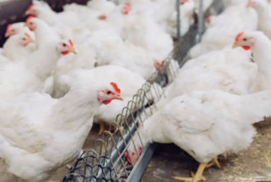 Paraguay suspende importación de aves desde Argentina por brote de gripe aviar