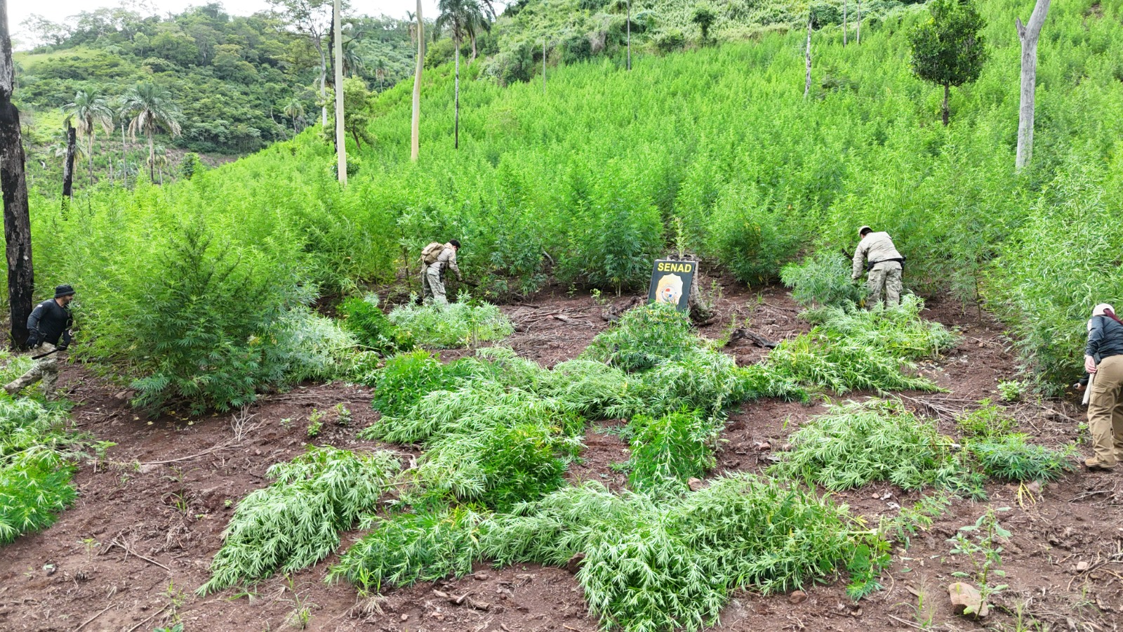 Senad destruyó plantaciones de marihuana en una colonia de Yby Yaú