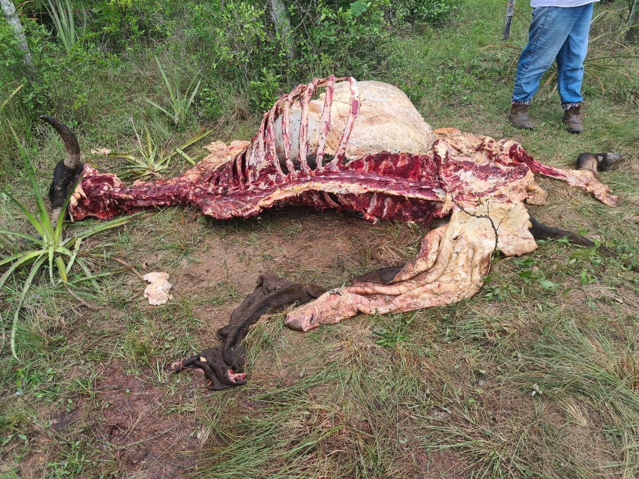 Abigeos faenaron dos vacas de una granja en Belén