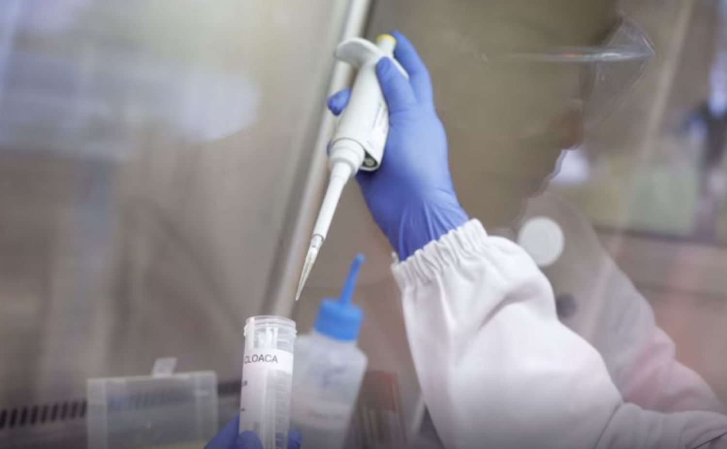 Detectan el primer caso en Europa de gripe aviar A en humanos: “La situación está bajo control”, pero “requiere atención”