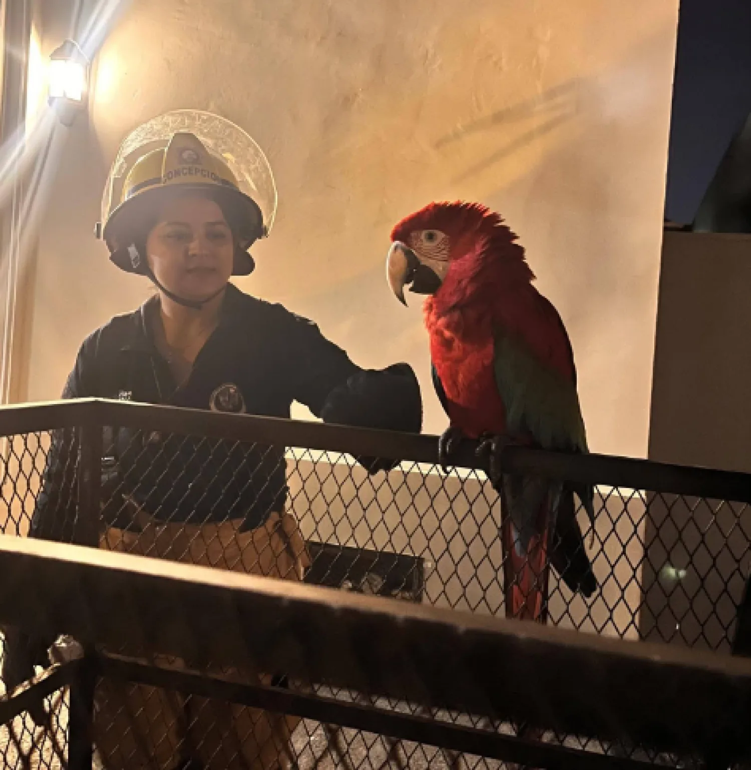 Bomberos rescatan guacamaya en peligro de extinción en el centro de Concepción