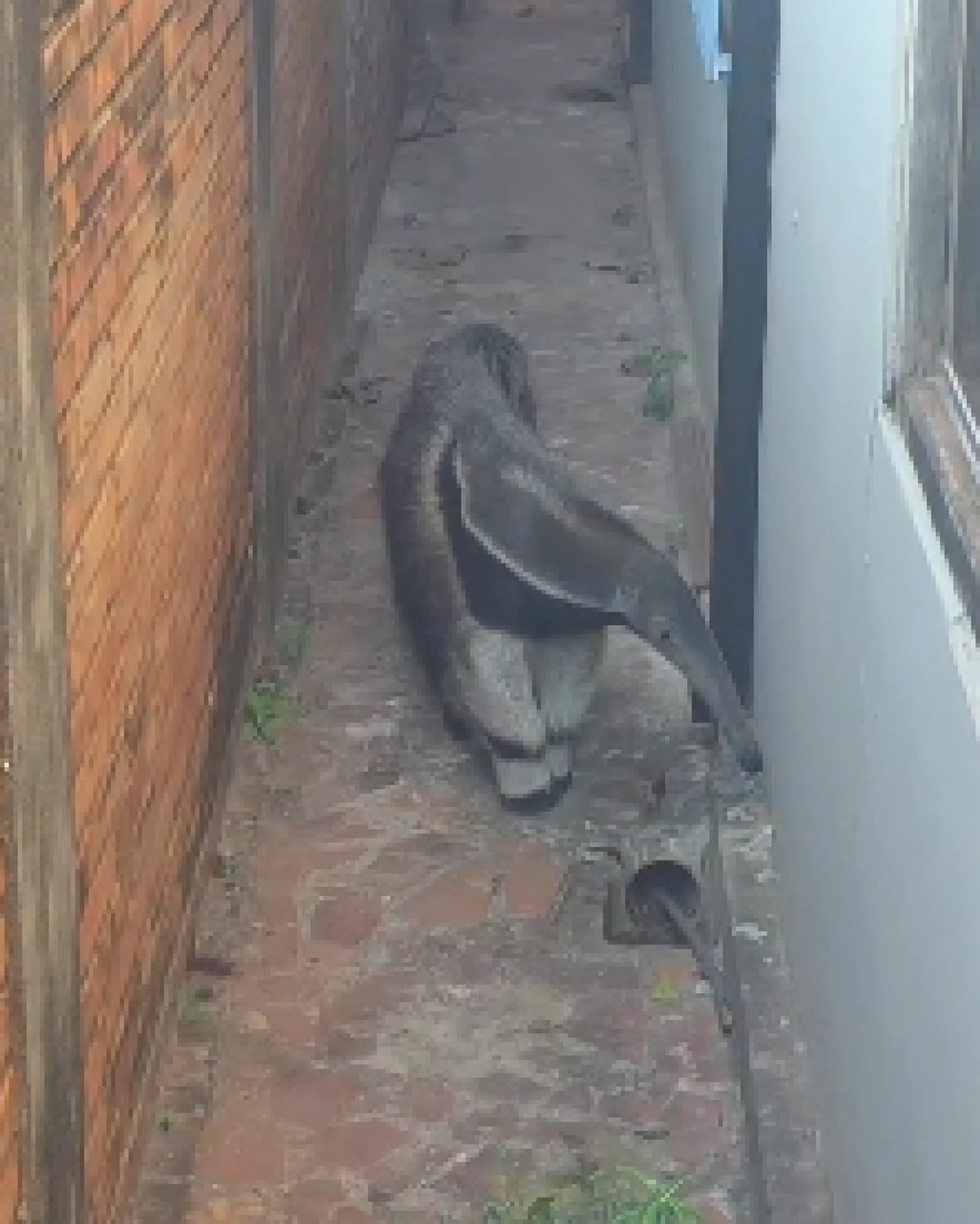 Concepción: rescatan a un oso hormiguero que apareció en el patio de una casa
