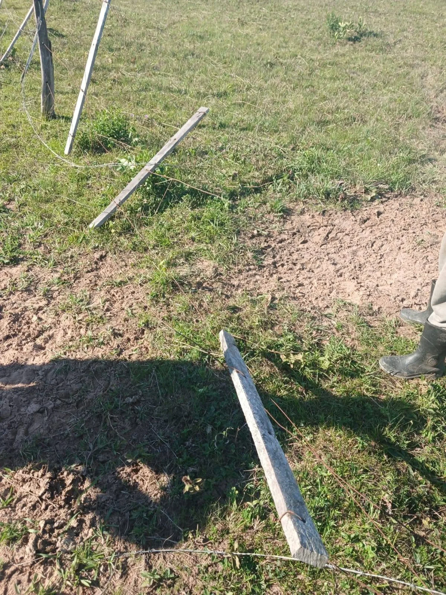 Presuntos abigeos roban dos vaquillas en Horqueta