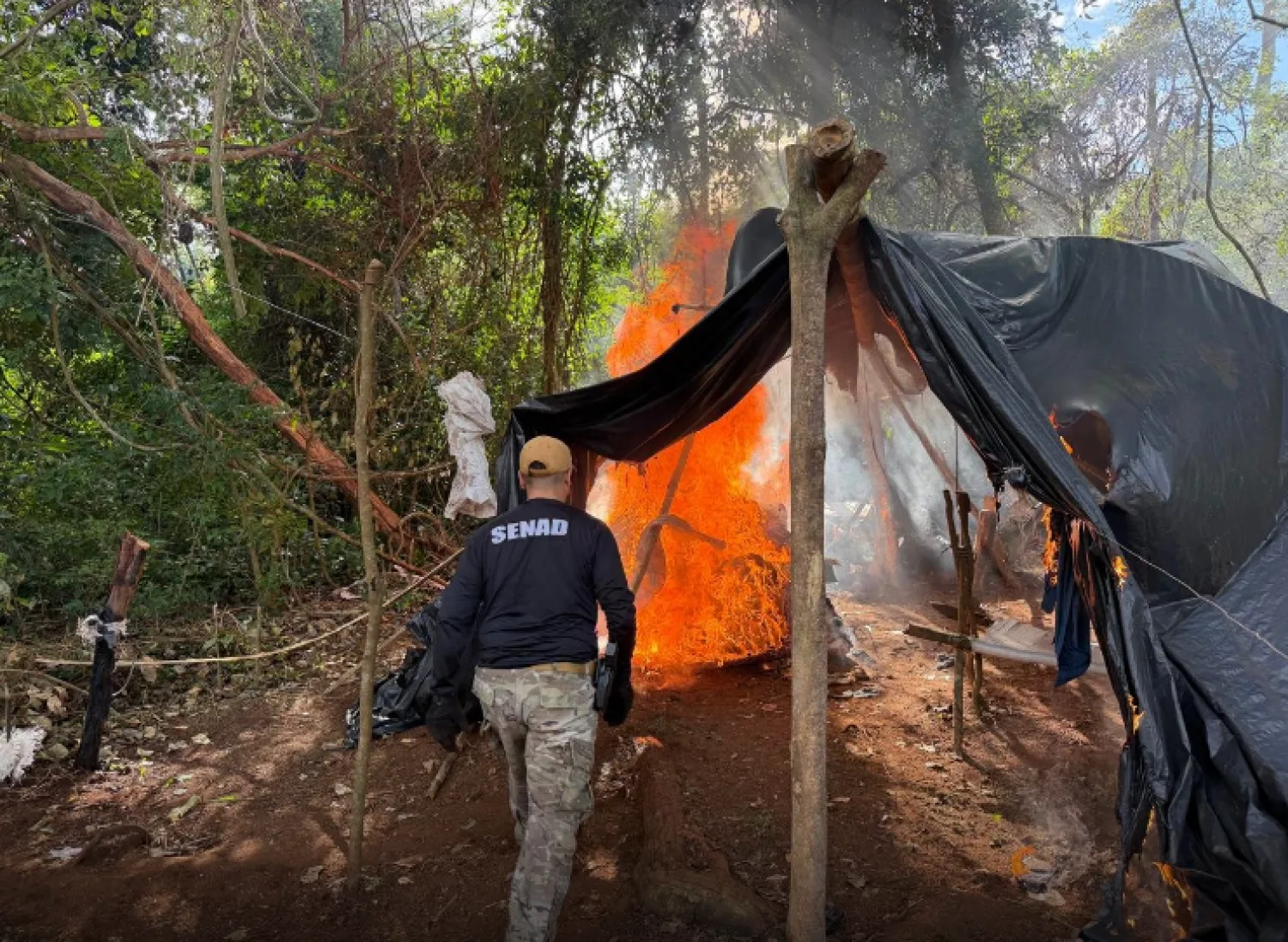 Senad desmantela estructura narco en Amambay y destruye 10 toneladas de marihuana