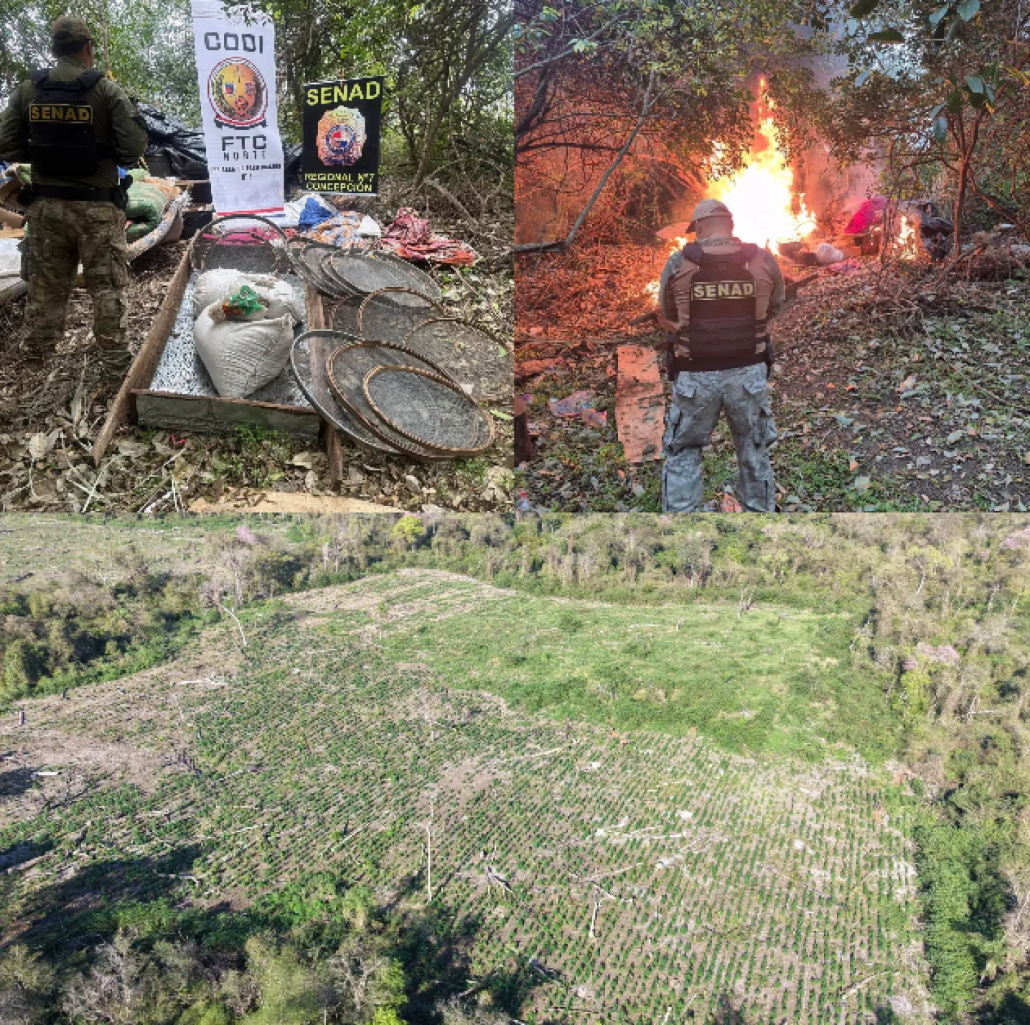 Golpe al narcotráfico,  Destruyen 20 hectáreas de marihuana en San Carlos del Apa