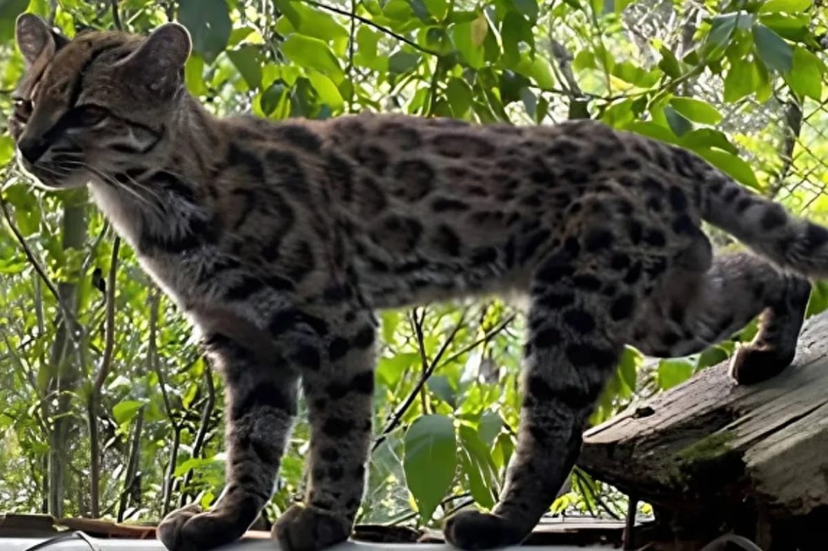 Descubren una nueva especie de gato silvestre en los bosques de Bolivia