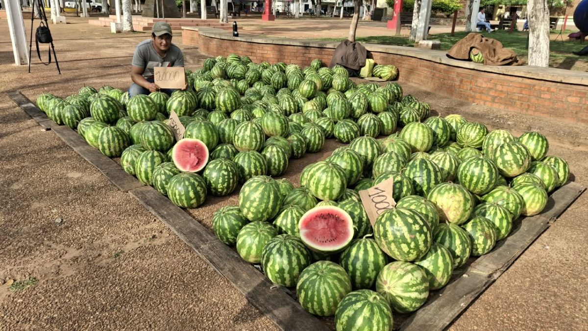Productores de Sagrada Familia llegan a Concepción con abundante producción de sandía