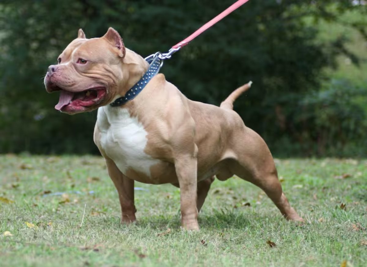 Buenos Aires: un nene de 4 años murió tras ser atacado por un pitbull