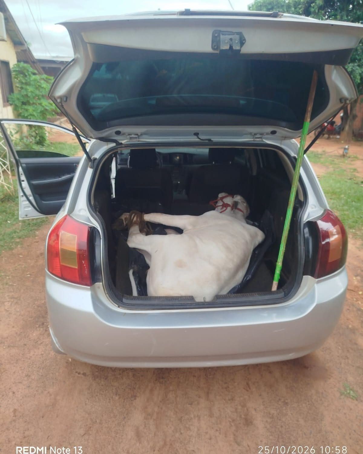 Detienen a un hombre con un animal vacuno dentro de un automóvil en Yby Yaú