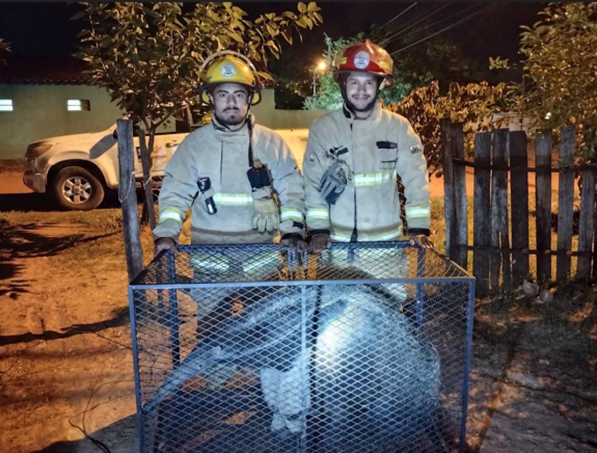 Bomberos de Concepción rescatan a otro oso hormiguero en el barrio San Jorge