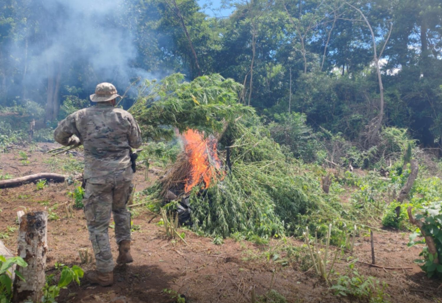 Anulan 27 toneladas de marihuana y causan pérdida cercana al millón de dólares en Concepción